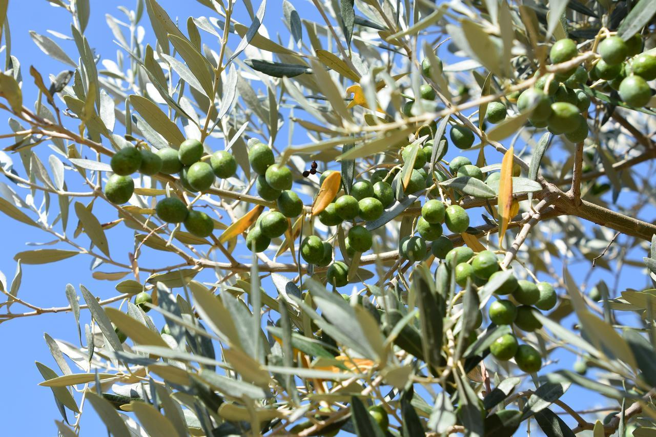 Giardino Di Maremma Villa Grosseto Esterno foto