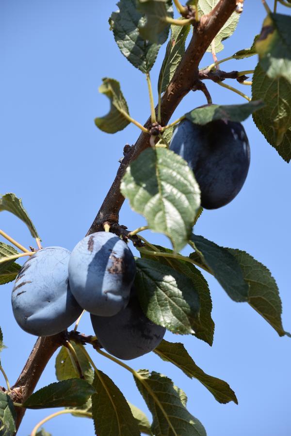 Giardino Di Maremma Villa Grosseto Esterno foto